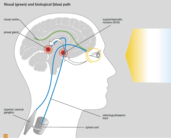 light and health are linked as light synchronizes our circadian rhythms via our SCN